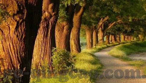 糖心app最新版本怎么下-如何在2023年安全下载糖心APP最新版